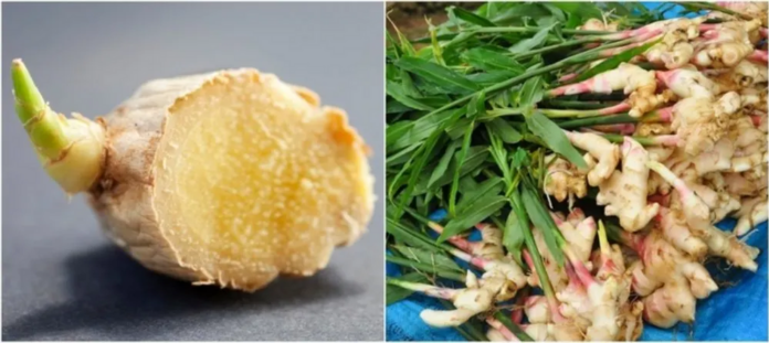 How to grow ginger and epic ways to use it