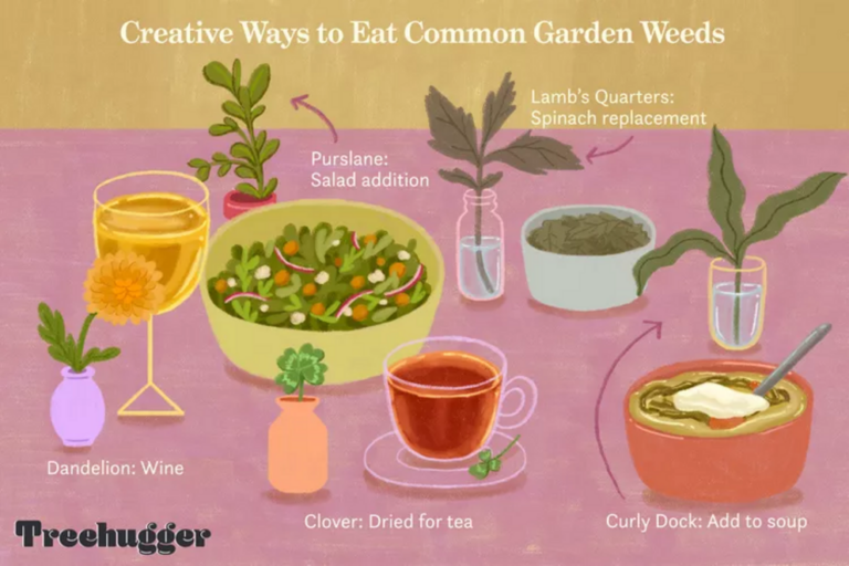Please eat the dandelions: 16 edible garden weeds