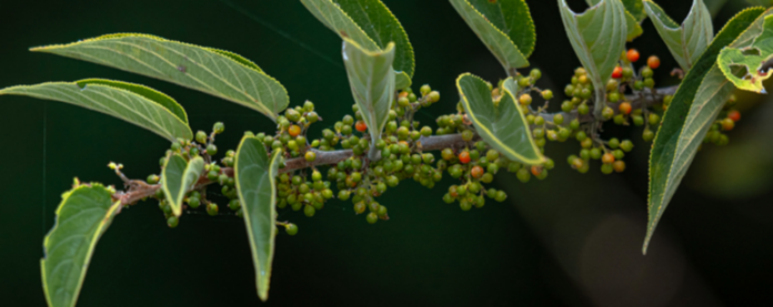 Scientists find cannabis compound inside totally different plant