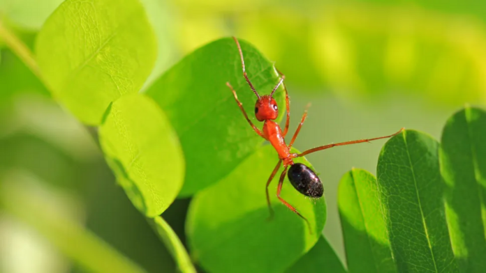 Soldier ants turned into foragers by scientists reprogramming their brains