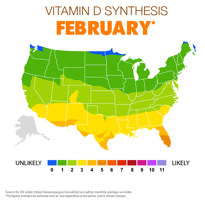 Vitamin D synthesis Feb