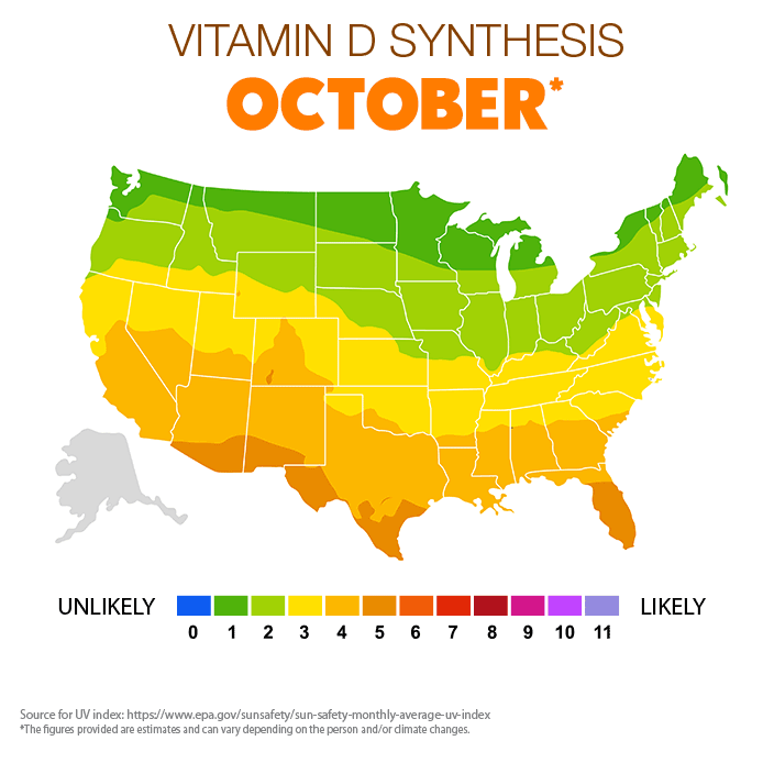 Vitamin D synthesis Oct