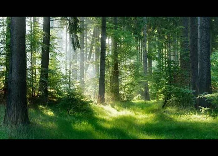 Regenerating New Zealand: Using Nature to Restore Forests