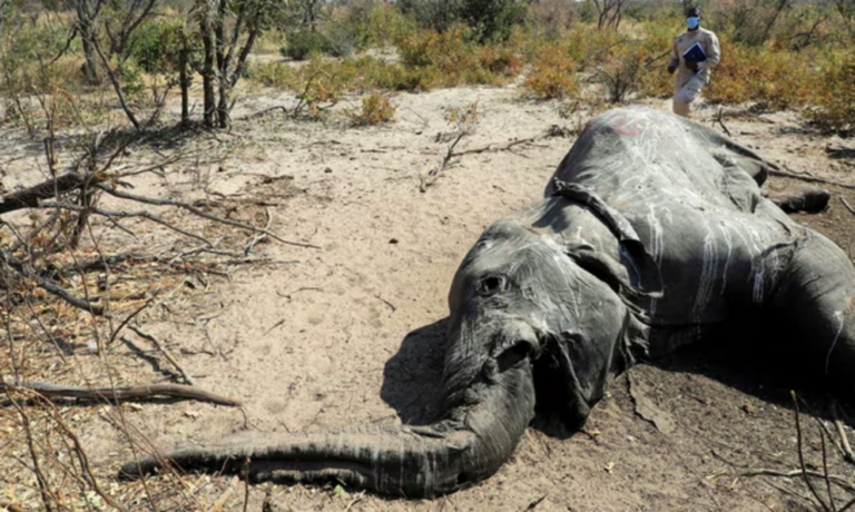 Scientists discover why dozens of endangered elephants dropped dead