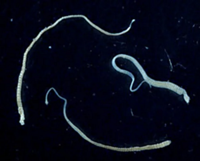 Tapeworms spread cancer in humans - are cancers the result of parasites?