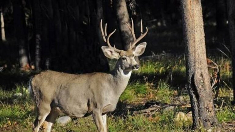 US scientists warn ‘zombie deer disease’ could spread to humans