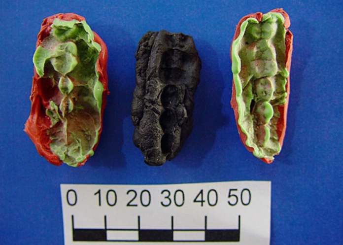 Ancient 'chewing gum' reveals stone age diet