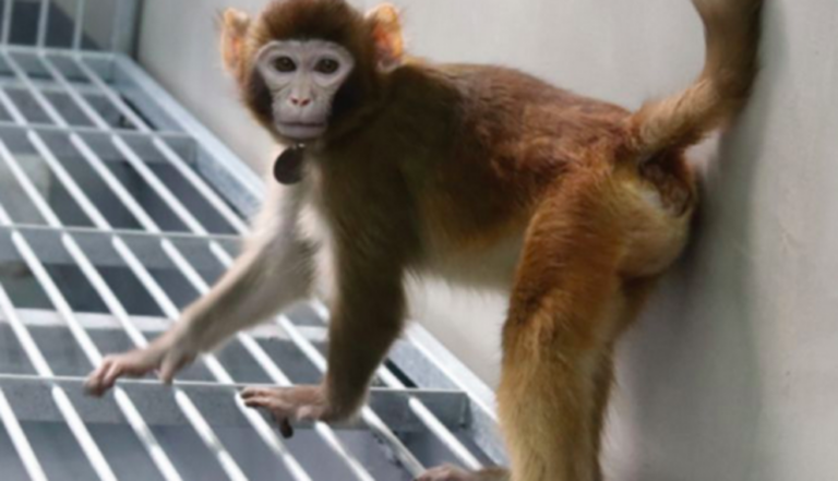 Cloned rhesus monkey created to speed medical research