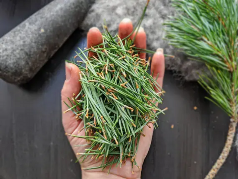 Explore healing pine medicine with DIY recipes for mind and body
