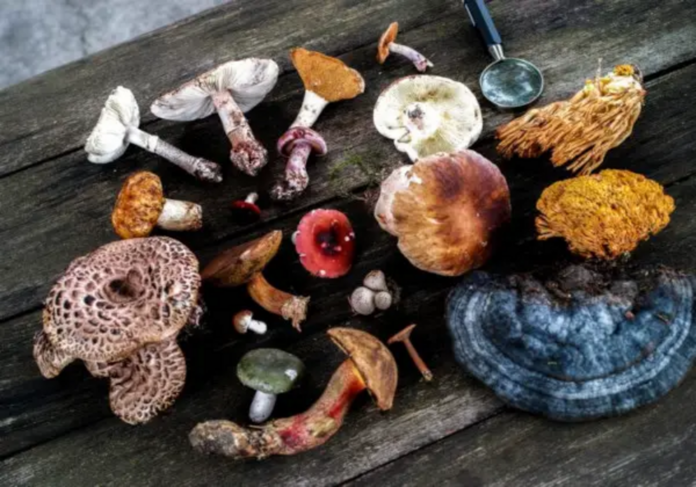 Harvesting health: a top 10 guide to nutrient-packed mushrooms for your holistic wellbeing