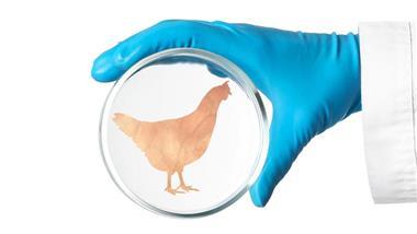 lab grown chicken