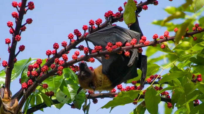 Why don’t fruit bats get diabetes?