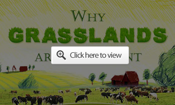 Grassland Facts Infographic Preview
