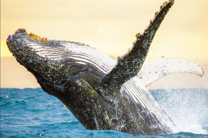 Scientists have a 20-minute 'conversation' with a humpback whale named Twain