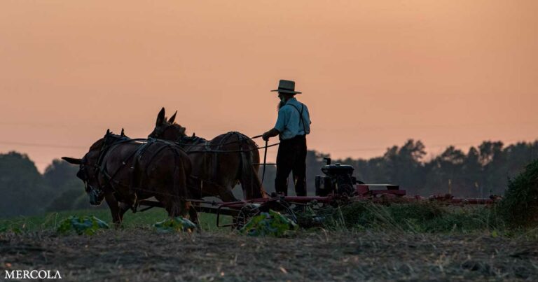 Traveling Back in Time — Life Lessons From the Amish