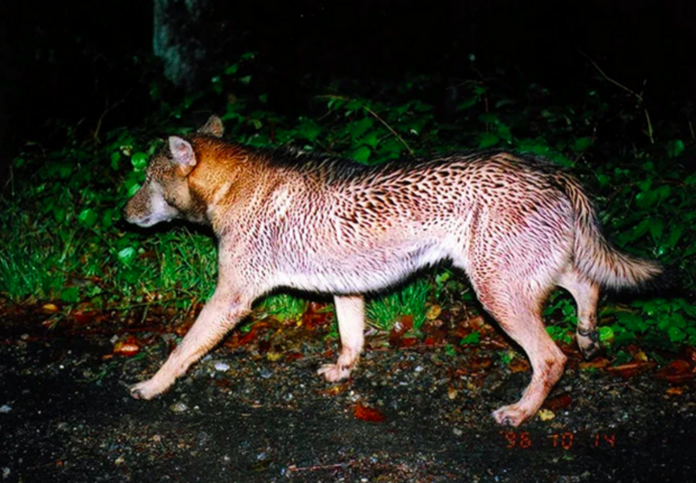 Japanese wolf perhaps not extinct, but proof remains elusive