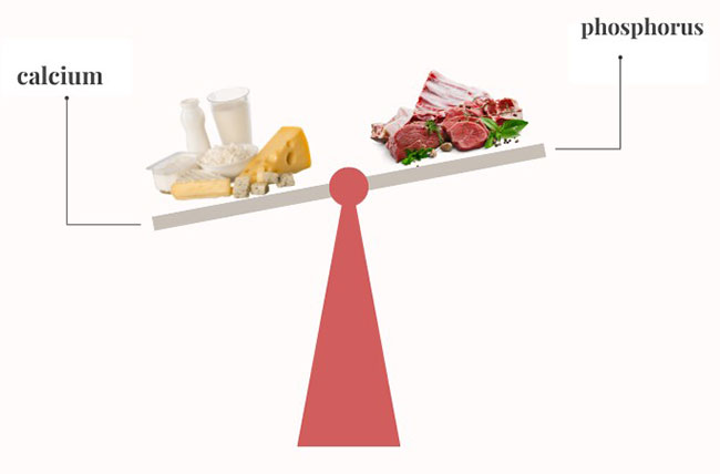 calcium and phosphorus
