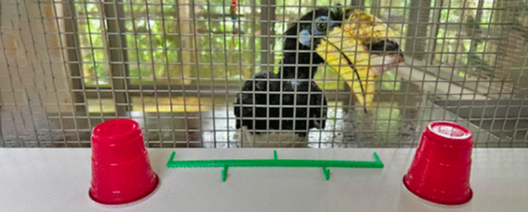 These birds score as high as primates in a puzzling cognitive test