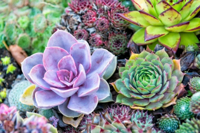 11 best succulents for your home plus tips to help them thrive