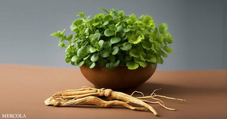 5 Potent Nootropic Herbs to Supercharge Memory and Concentration