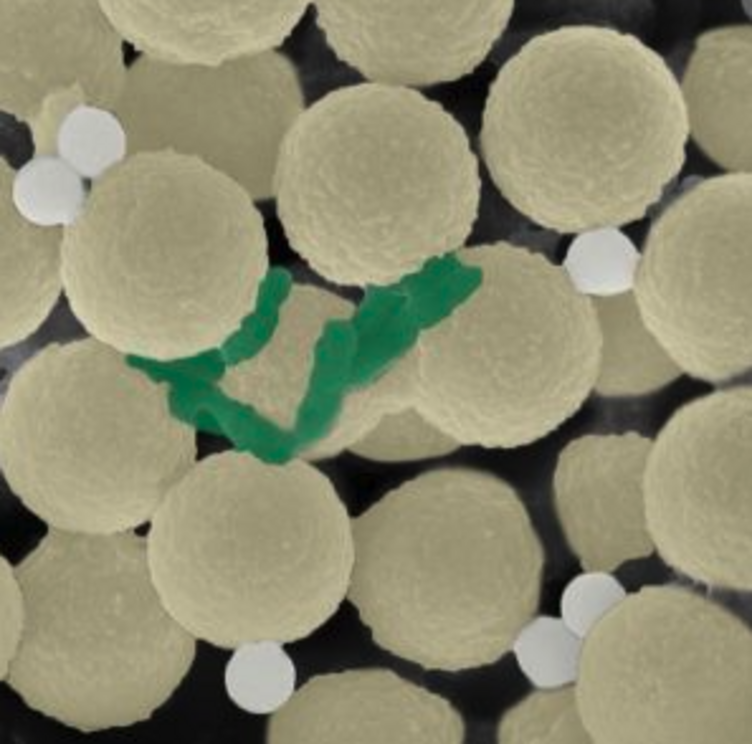 Swarms of miniature robots clean up microplastics and microbes, simultaneously