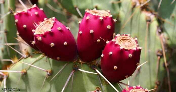 Should You Eat Cactus Fruit for Betalain?