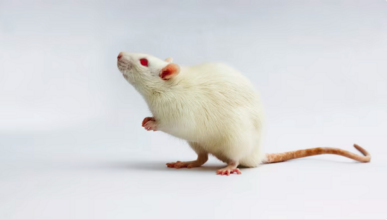 Scientists use magnetism to mind-control mice in world's first experiment