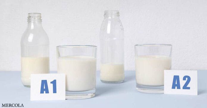 Unlocking Dairy's Digestibility: Understanding the A1 vs A2 Beta-Casein Difference