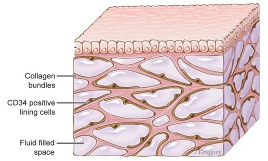 skin microcirculation