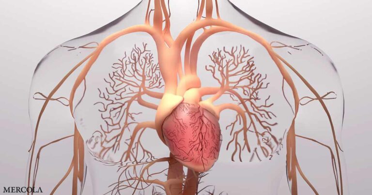 The Heart’s Hidden Brain — Unveiling Its Nervous System