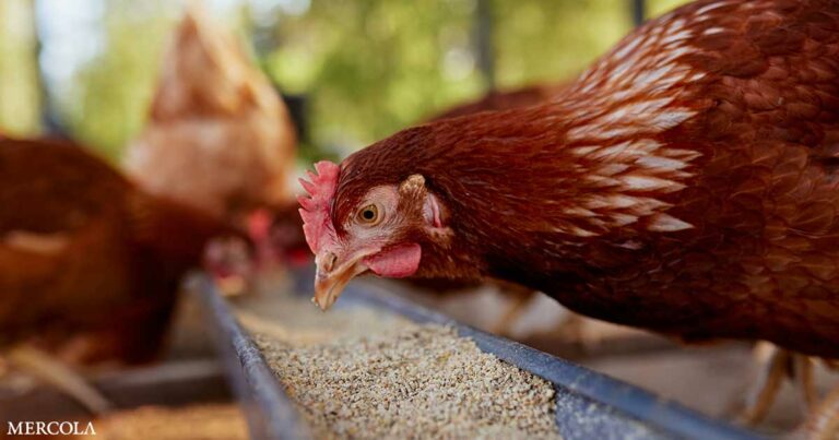 Bird Flu — From Birds to Cows … and Humans?