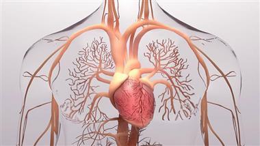 intracardiac nervous system