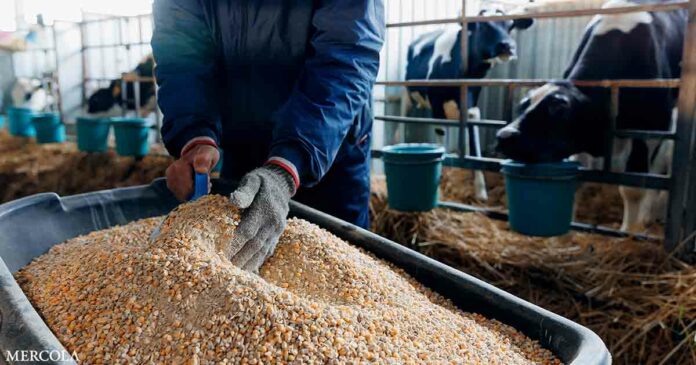 Big Business' Latest 'Solution' — Engineering Cow Digestion for Profit