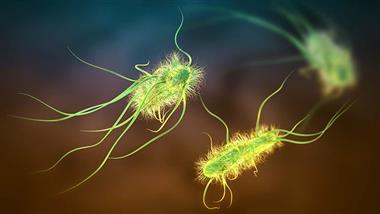 colibactin colorectal cancer
