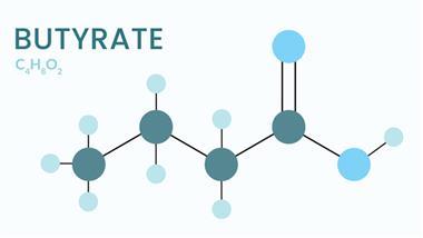 butyrate metabolic powerhouse