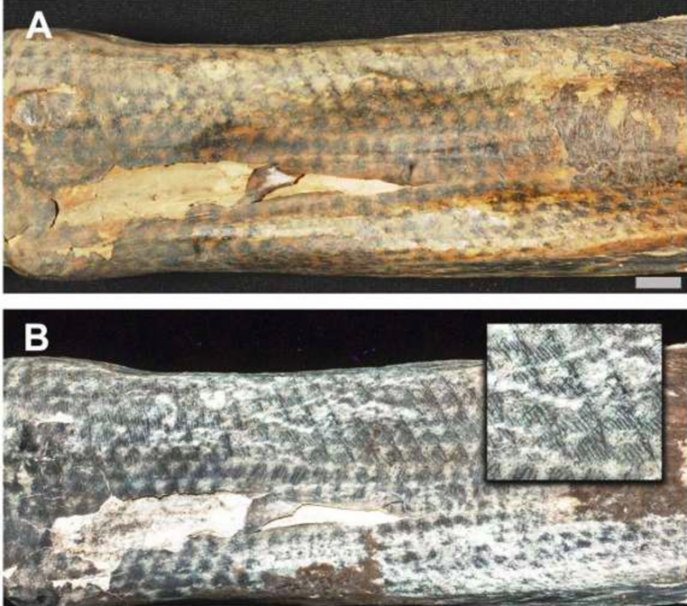 Lasers help archaeologists study ancient tattoos on Peruvian mummies