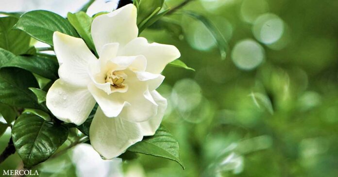 Gardenia Compound Offers Hope for Rare Genetic Disorder