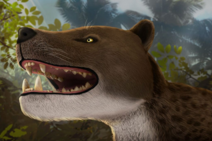 Near-complete skull discovery reveals 'top apex', leopard-sized 'fearsome' carnivore