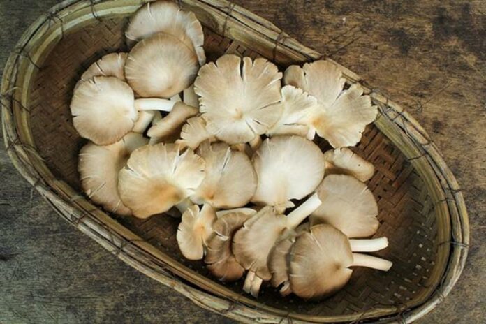 Oyster mushrooms: nutrient-packed superfood with ancient roots