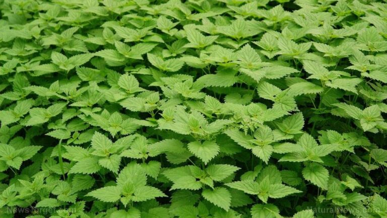Stinging nettle: a versatile herb with timeless benefits