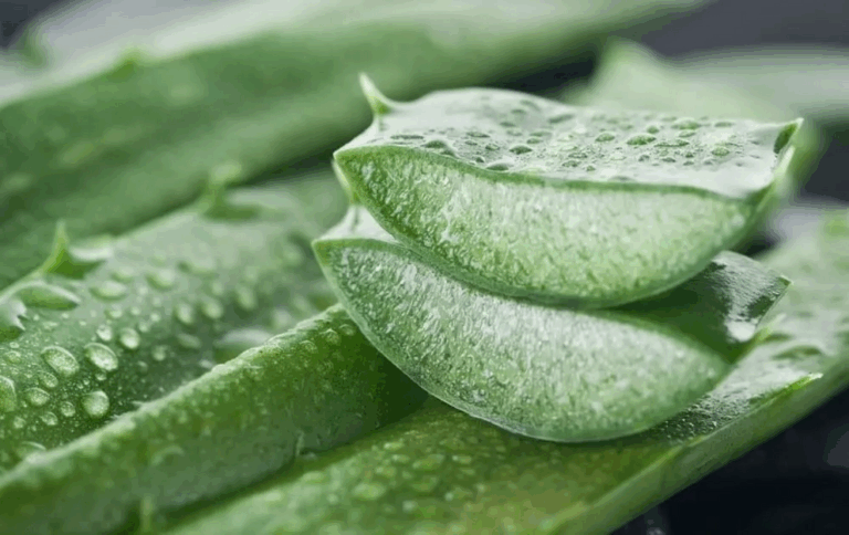 10 reasons why every home should have an aloe vera plant