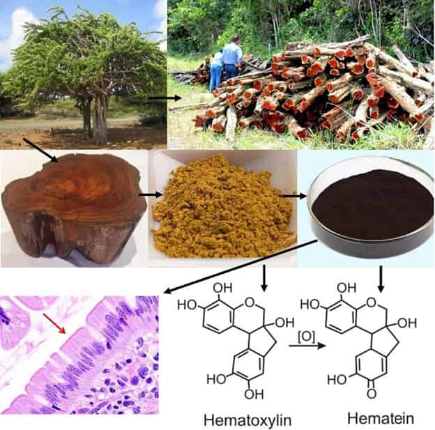 hematoxylin powder logwood tree