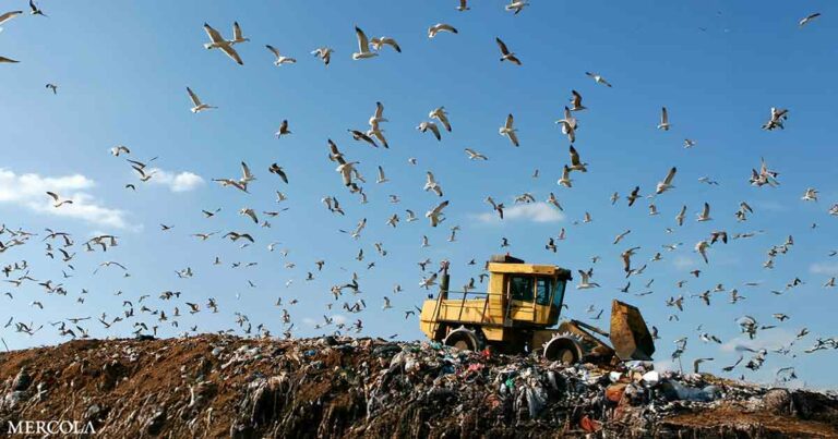 Study Confirms Birds Are Breathing in Microplastics — Are You Inhaling Them Too?