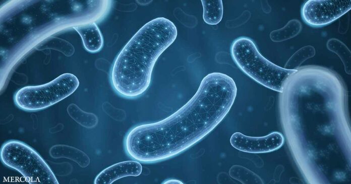 Gut Microbiome Pattern Helps Predict Heart Attack Risk in Heart Disease Patients