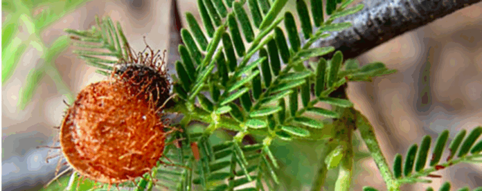 Brazilian psychedelic plant emerges as potential depression treatment