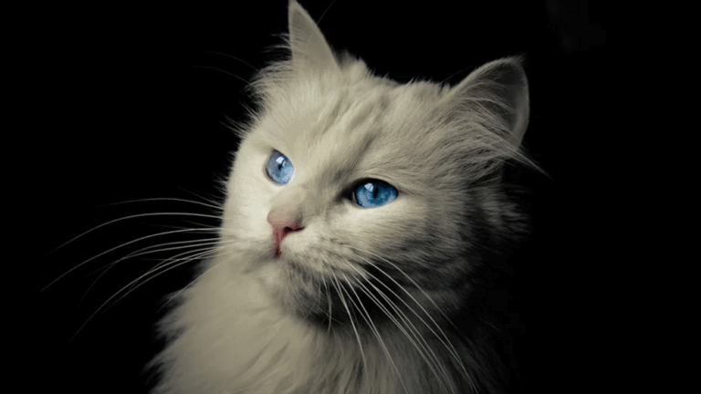 Cats may have been domesticated much later than we thought - with earlier felines being eaten or made into clothes