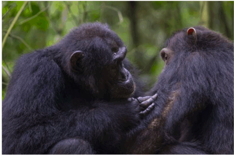 Chimpanzees use medicinal leaves to perform first aid, scientists discover