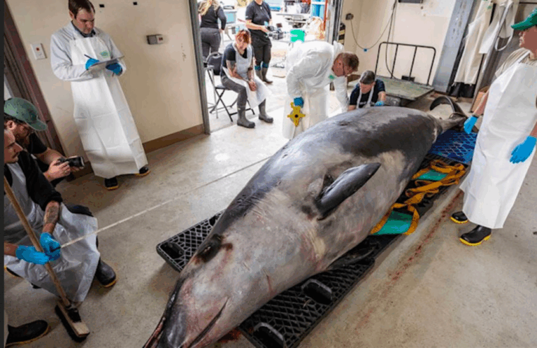 The mysterious spade-toothed beaked whale had always avoided humans — until now