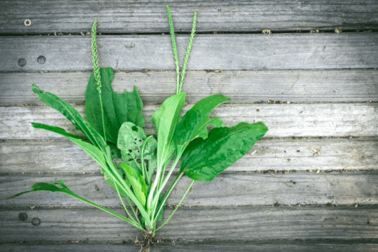 10 ways to use plantain