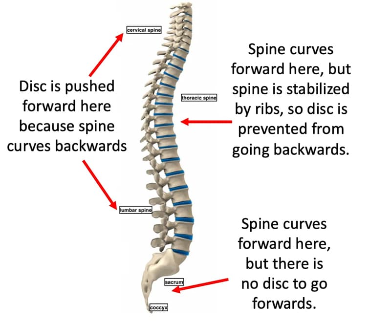 spine curves